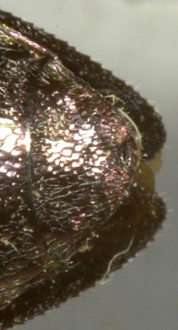 Media type: image;   Entomology 8118 Aspect: anal sclerite